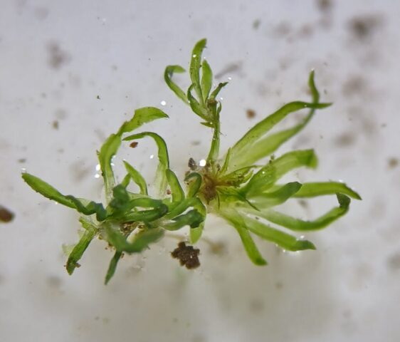 Diphyscum foliosum