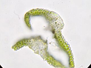 Diphyscum foliosum leaf section Diphyscum foliosum leaf section