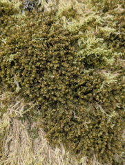 Scapania gracilis Scapania gracilis