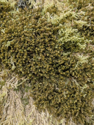 Scapania gracilis