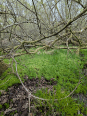 Sphagnum squarrosum Sphagnum squarrosum