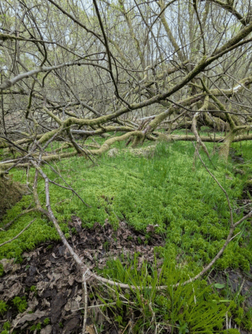 Sphagnum squarrosum