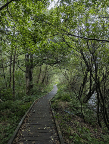 Glasson Moss: Woodland near the viewing platform
