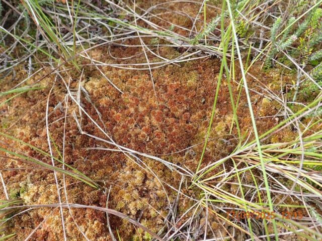 Sphagnum fuscum
