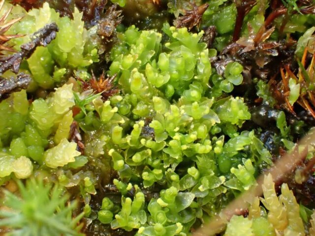 Mylia anomala: gemmiferous shoots with pointed leaves, but some non-gemmiferous shoots also visible with round leaves.