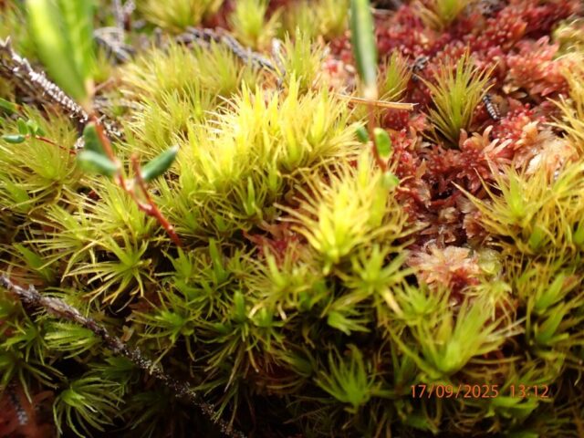 Dicranum undulatum