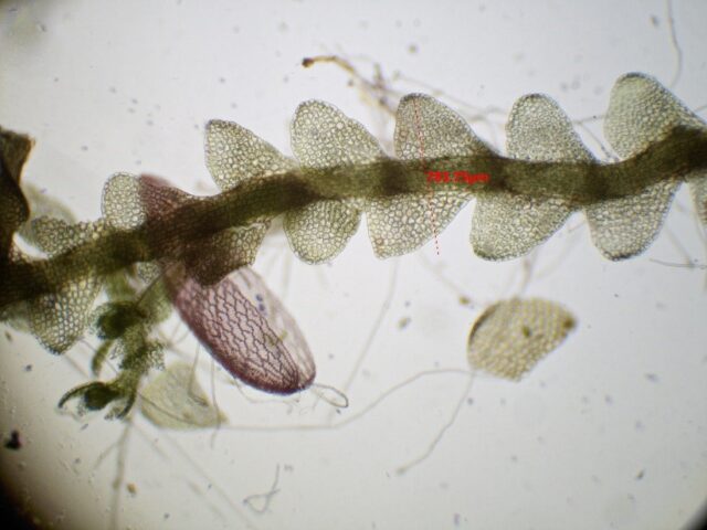 Calypogeia sphagnicola shoot