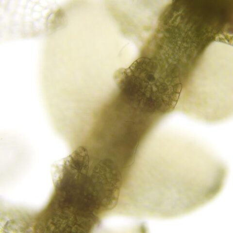 Calypogeia sphagnicola shoot and underleaves