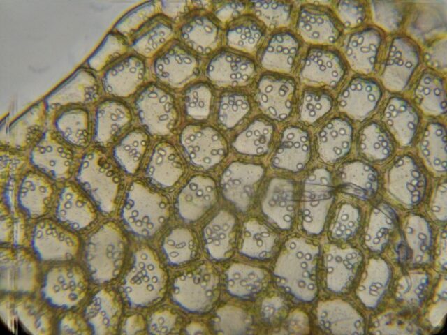 Calypogeia sphagnicola underleaf