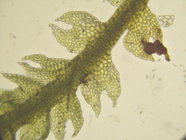Cephalozia macrostachys shoot