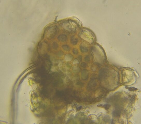 Cephalozia macrostachys stem section