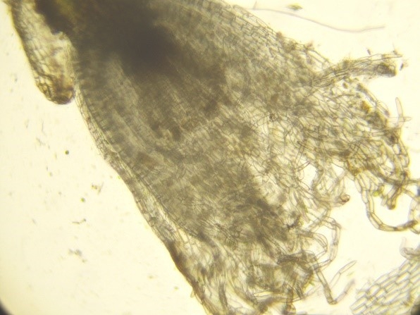 Kurzi pauciflora cilia