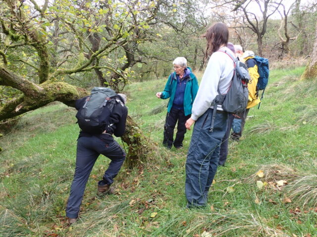 CLBG in Borrowdale Wood CLBG in Borrowdale Wood