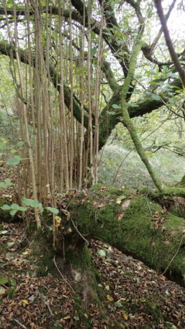 Epicormic growth shoots from a hazel Epicormic growth shoots from a hazel