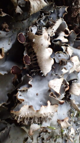 Peltigera horizontalis Peltigera horizontalis
