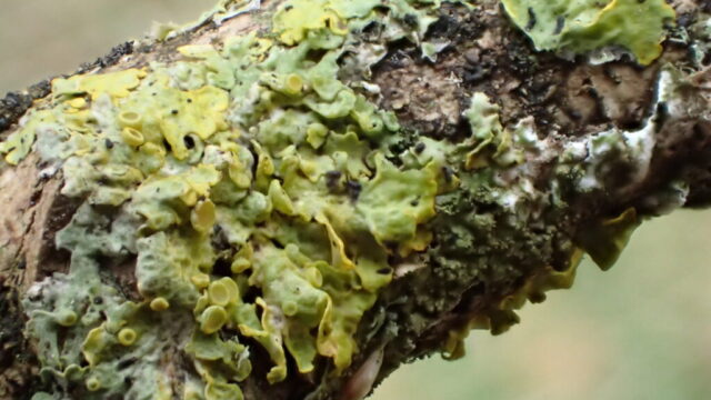 Xanthoria parietina Xanthoria parietina