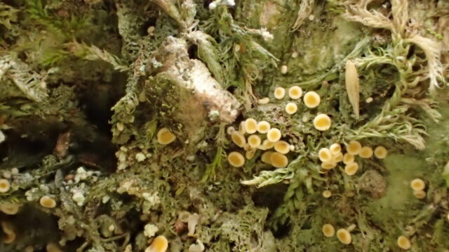Coenogonium luteum Coenogonium luteum