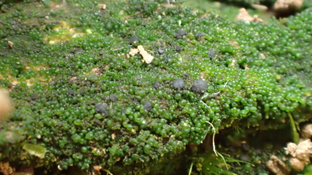 The green thallus bobbles of Lichenomphalia ericetorum - with a grey bark fungus mixed in The green thallus bobbles of Lichenomphalia ericetorum - with a grey bark fungus mixed in
