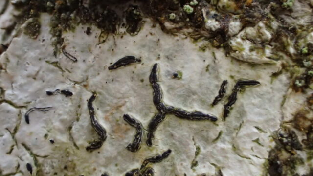 Graphis elegans Graphis elegans