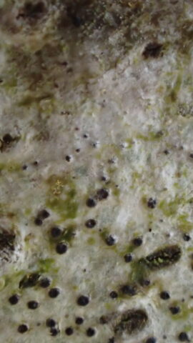 Mycoporum antecellens Mycoporum antecellens