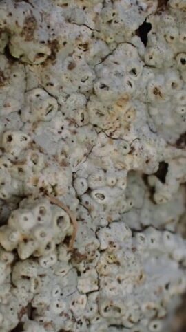 Thelotrema lepadinum Thelotrema lepadinum