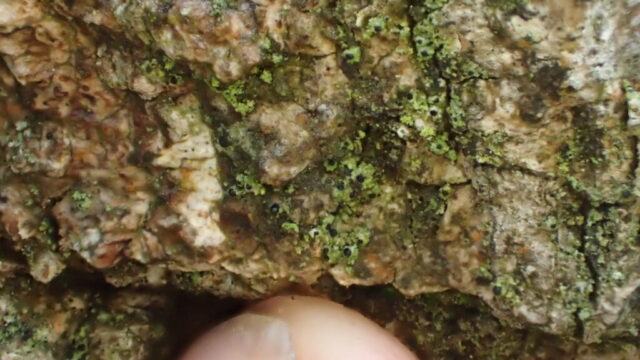 Normandina chlorococca: black perithecia on green thallus Normandina chlorococca: black perithecia on green thallus