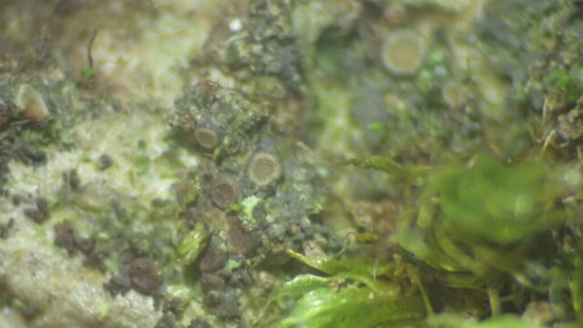 Scytinium subtile: apothecia and very small grey thallus Scytinium subtile: apothecia and very small grey thallus