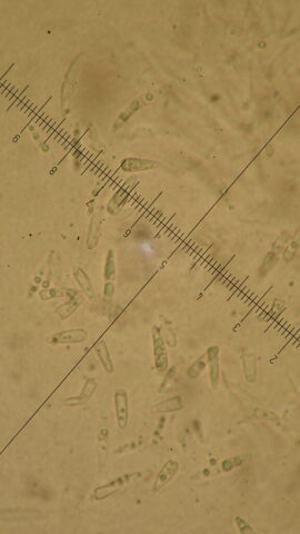 Dichoporis taylorii: 1-septate spores breaking in half Dichoporis taylorii: 1-septate spores breaking in half