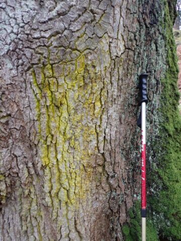 Chrysothrix candelaris