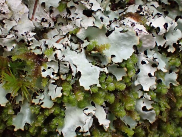 Hypotrachyna taylorensis