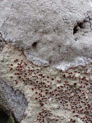 Lepra corallina above – Ophioparma ventosa below