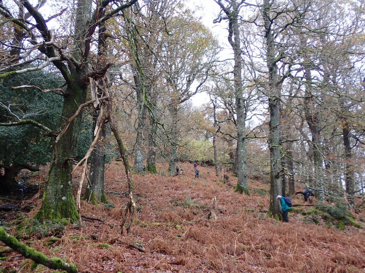 Looking up through Glencoyne Wood