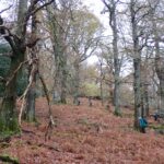 Looking up through Glencoyne Wood
