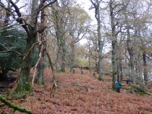 Looking up through Glencoyne Wood