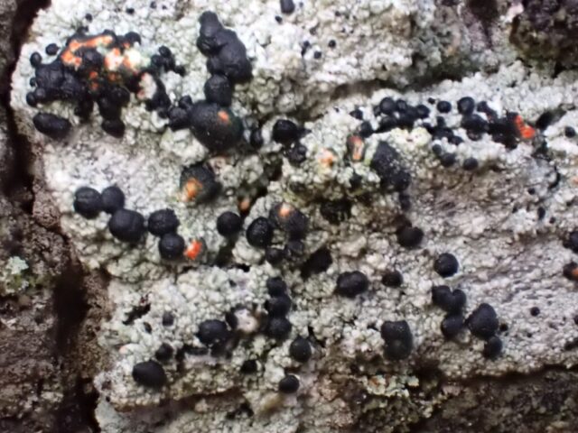 Mycoblastus sanguinarius