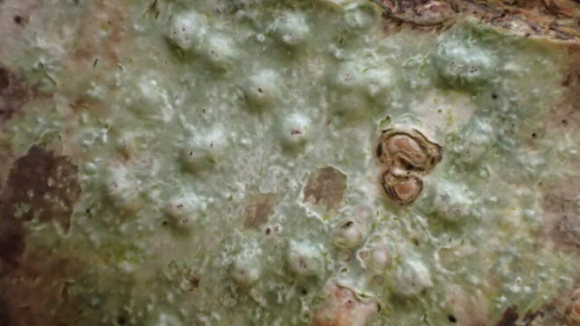 Pertusaria leioplaca