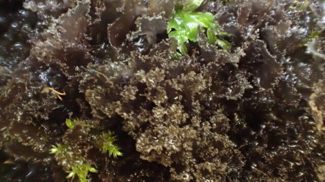 Sctyinium lichenoides