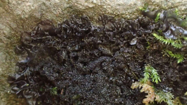 Collema glebulentum