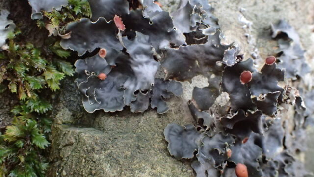 Peltigera horizontalis