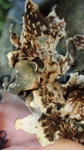 Peltigera horizontalis underside