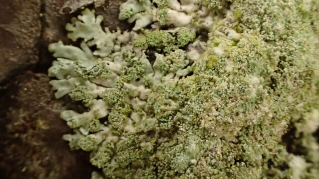 Parmeliopsis hyperopta