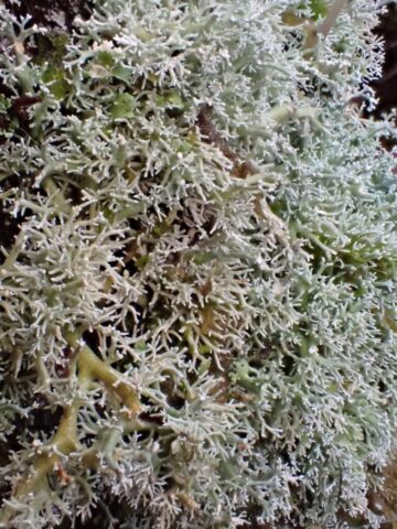 Sphaerophorus globosus