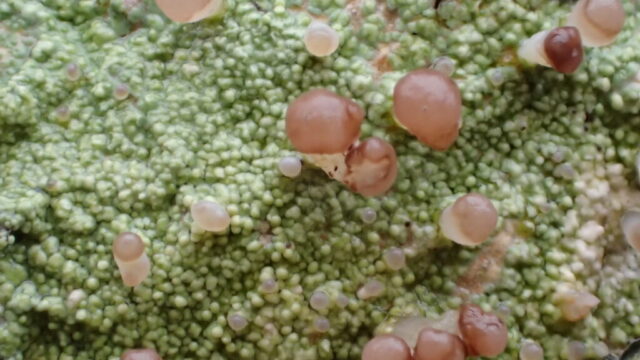 Baeomyces rufus Baeomyces rufus