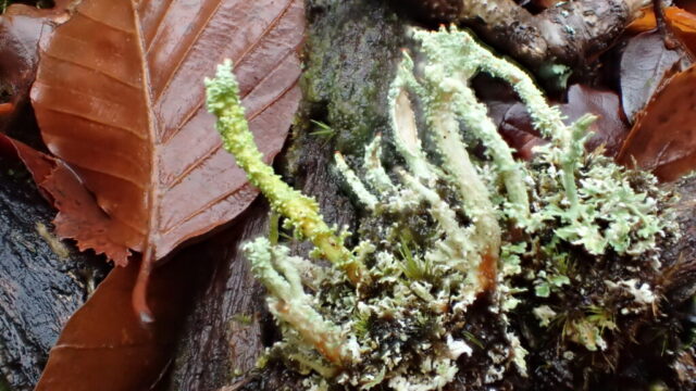 Cladonia polydactyla, K+ yellow Cladonia polydactyla, K+ yellow