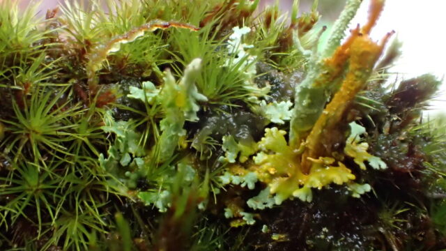 A mystery Cladonia, P+ orange A mystery Cladonia, P+ orange