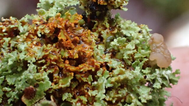 Cladonia caespiticia, P+ red Cladonia caespiticia, P+ red