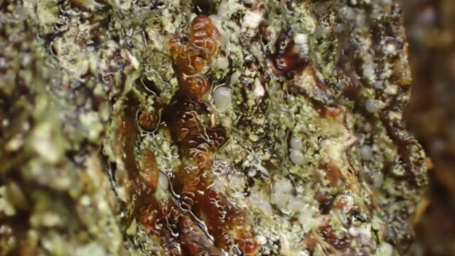 Micarea alabastrites: white fruit soaking wet Micarea alabastrites: white fruit soaking wet