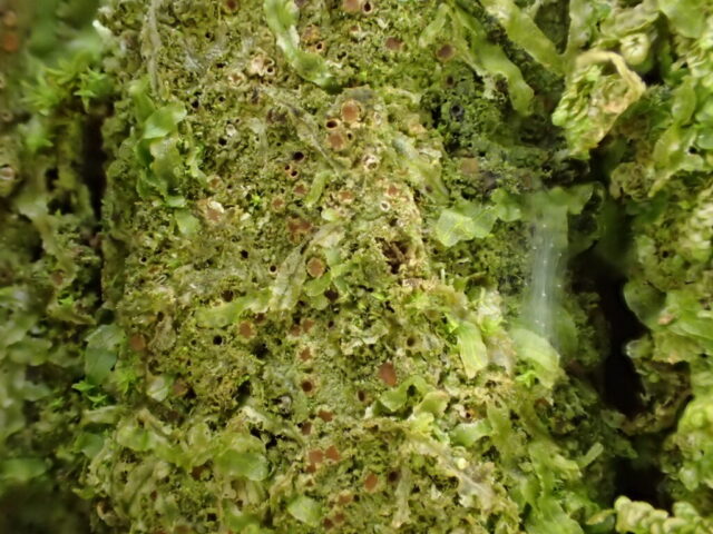 Gyalecta truncigena amongst metzgeria