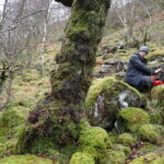 Old ash with Peltigera horizontalis and Sticta sylvatica