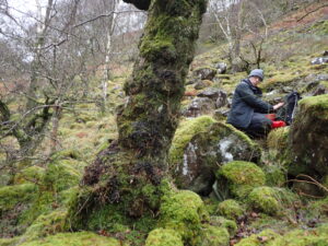Old ash with Peltigera horizontalis and Sticta sylvatica